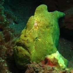giant frogfish 9FEB13