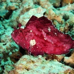 red leaf scorpionfish bunaken 18FEB13