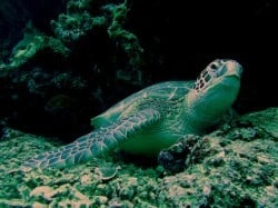 turtle in Bunaken