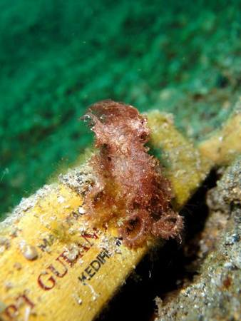 hairy octopus in Lembeh