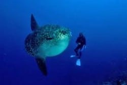 mola and diver