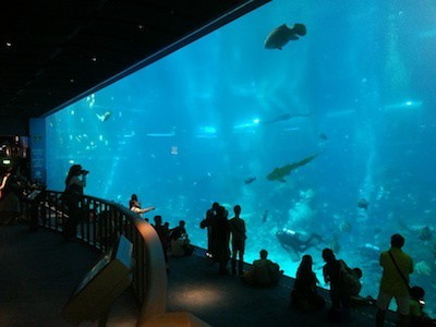 ocean habitat singapore aquarium