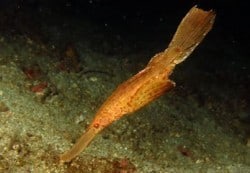robust ghostpipefish lembeh