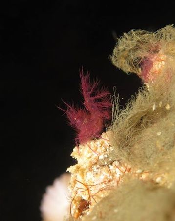 hairy shrimp bunaken