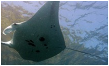 Manta Rays, Mola Molas and Sharks in Lembongan