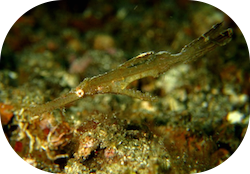 Courses, Critters and Clean-up in Lembeh
