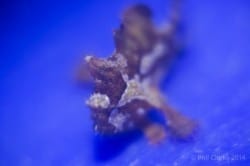 sargassum frogfish in bunaken 081214