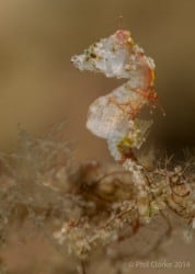 pontohi pygmy seahorse