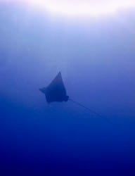 Eagle rays are back