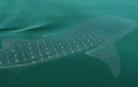 Whale-Sharks-On-The-Surface-In-Lembongan.jpg