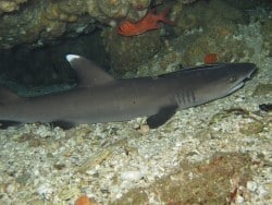 Diving with Sharks in Belongas Ba, South Lombok