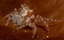 picking fights with boxer crabs