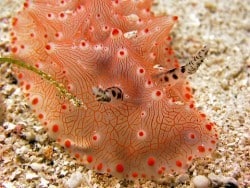Colourful nudibranch, south gili Lombok