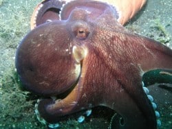 Lembeh  Octopus with mobile home