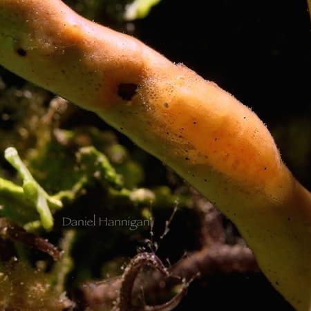 Cryptic Shrimp sighting in Lembeh