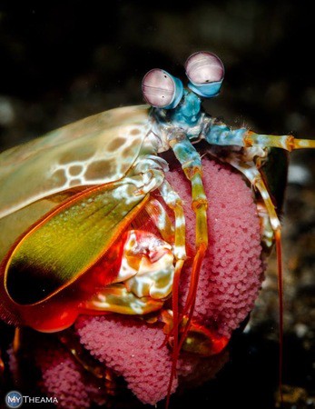 Mantis shrimp on my underwater photography course