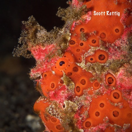 Frogfish Frenzy in Lembeh 