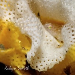 Bryozoans and Echinoderms are highly sought after in Lembeh