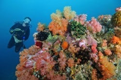 Martine - Lombok - Women's Dive Day 2016