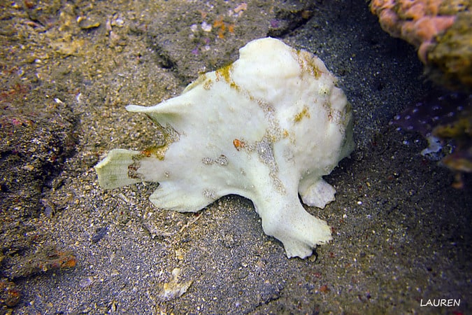 Divemaster Giant Frogfish