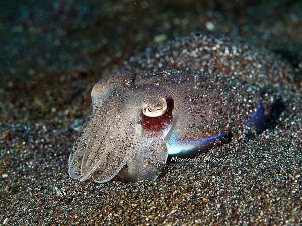 Broadclub Cuttlefish in Lembeh
