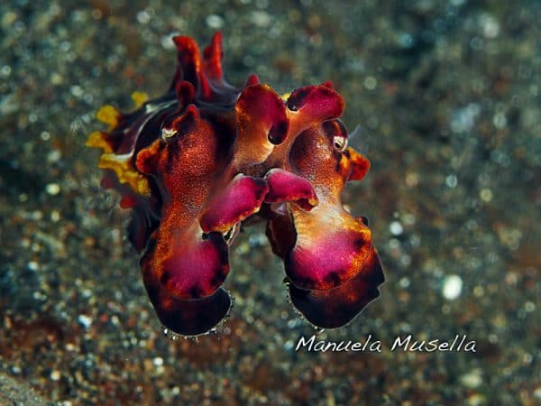 Fabulous Flamboyant Cuttlefish Of Lembeh