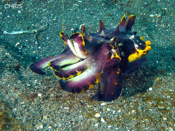 divemaster Lembeh - flamboyant cuttlefish