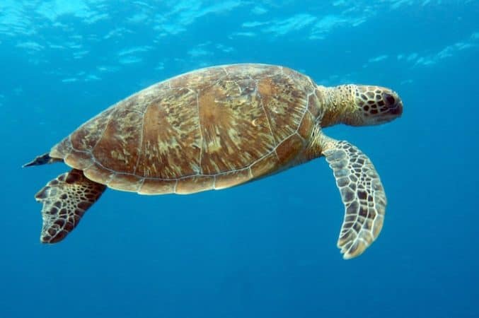 Green sea turtle gili air