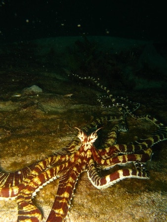 Octopus in south Lombok