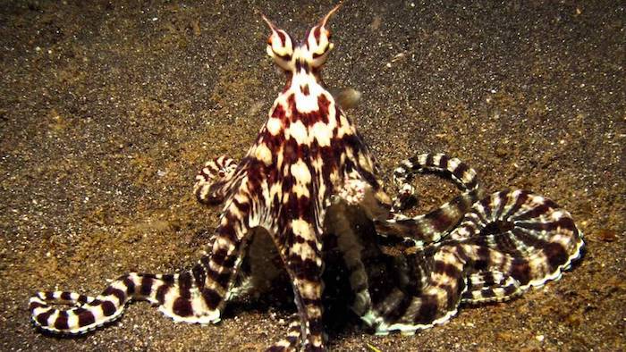 Mimic Octopus Lembeh