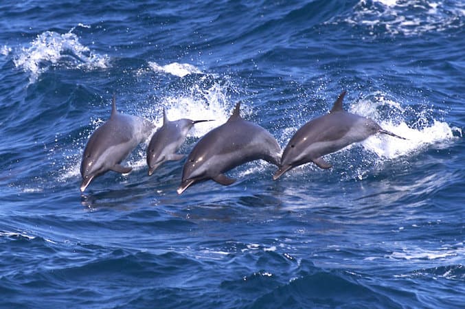 Spinner dolphins Bunaken