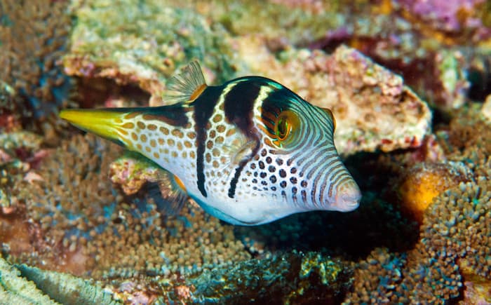 Pufferfish Indonesia