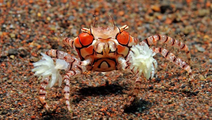 PomPom crab