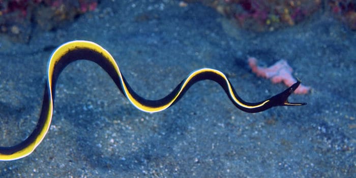Black ribbon eel
