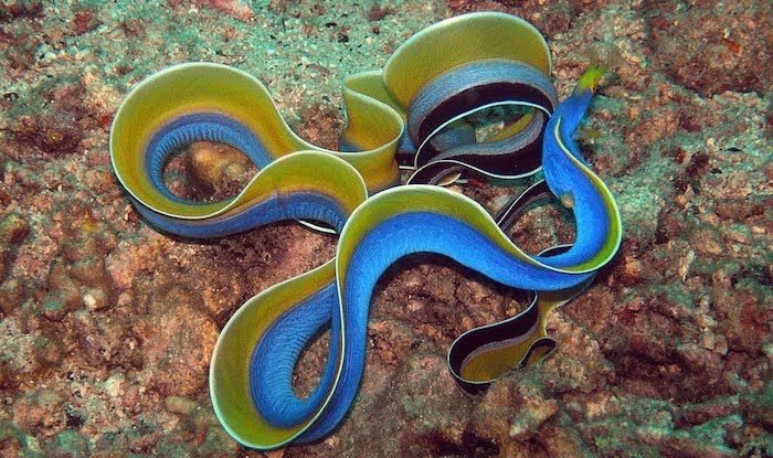 Ribbon eel swimming