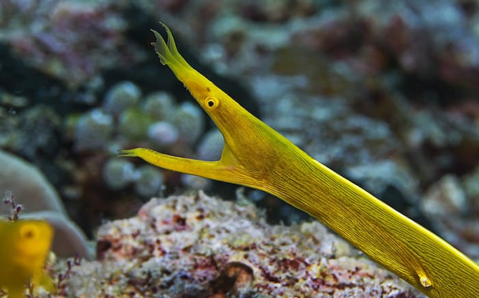 yellow ribbon eel