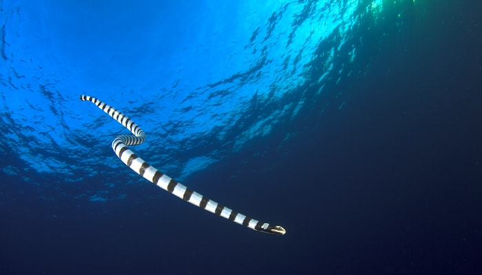 banded sea snakes are air breathers