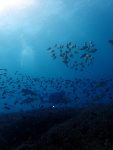 Diver (Justin) and lots of fish | Two Fish Divers