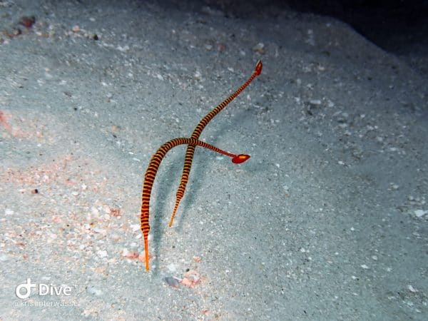 Pipefish in Gili Island | Two Fish Divers