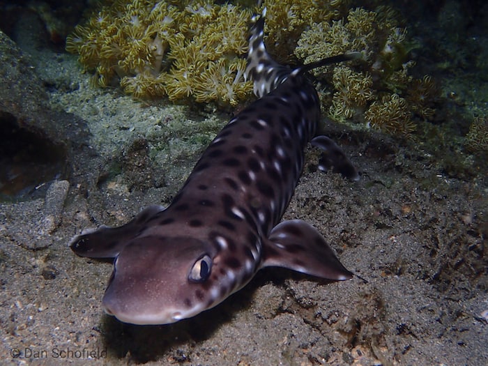 coral cat shark lembeh